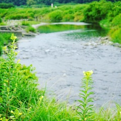夏の河原