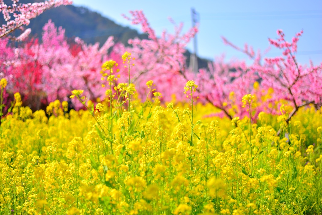 山梨桃源郷