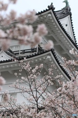 小田原城＋桜
