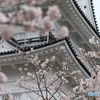 小田原城＋桜