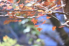 秋