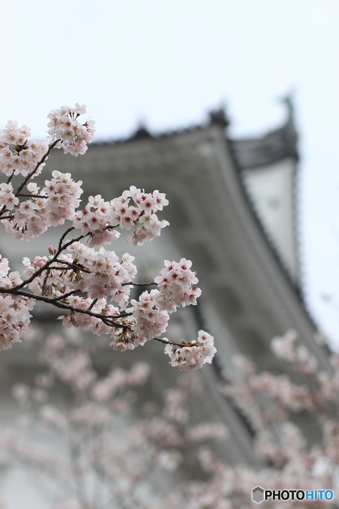 小田原城＋桜 その2