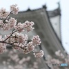 小田原城＋桜 その2