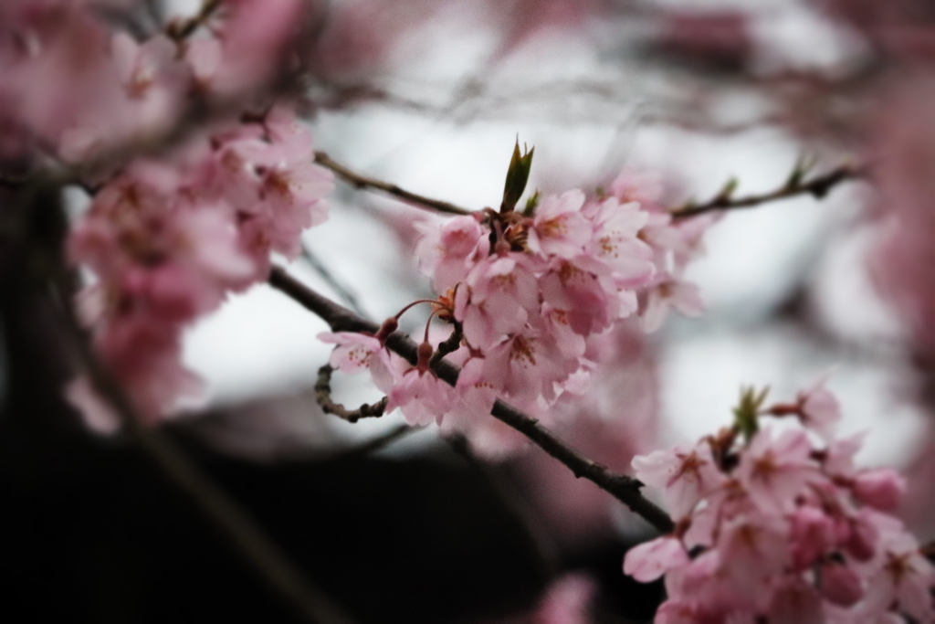 桜