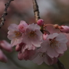 桜第5弾