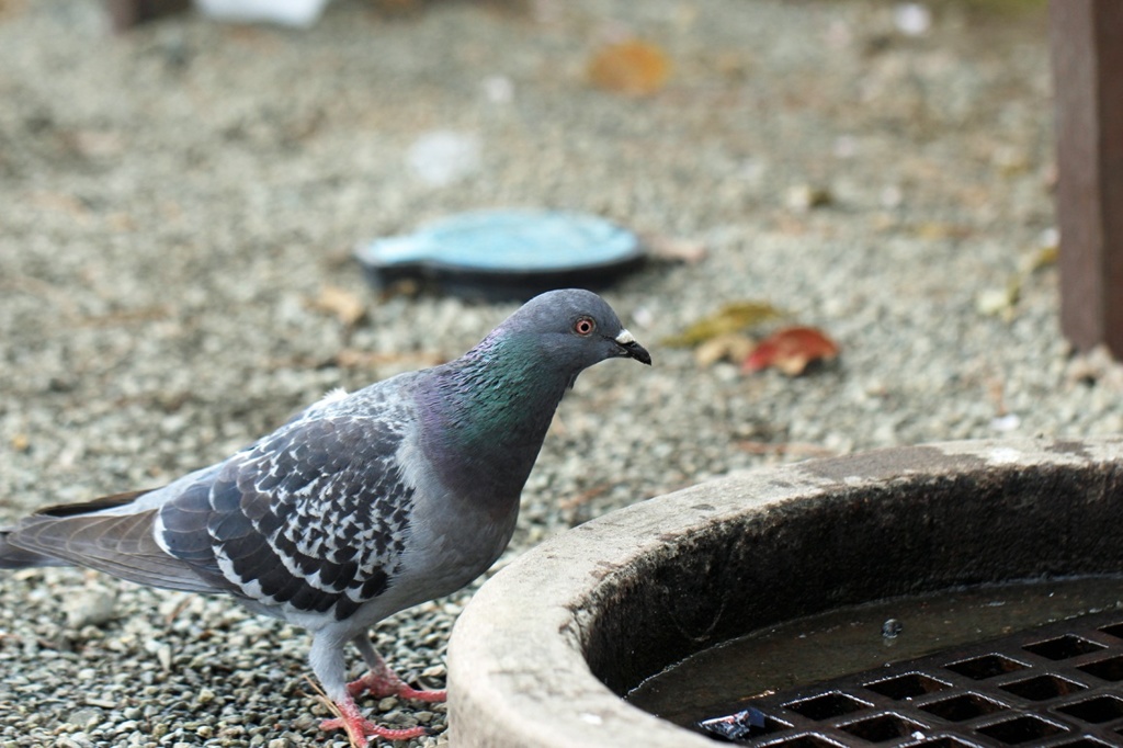 公園のハト