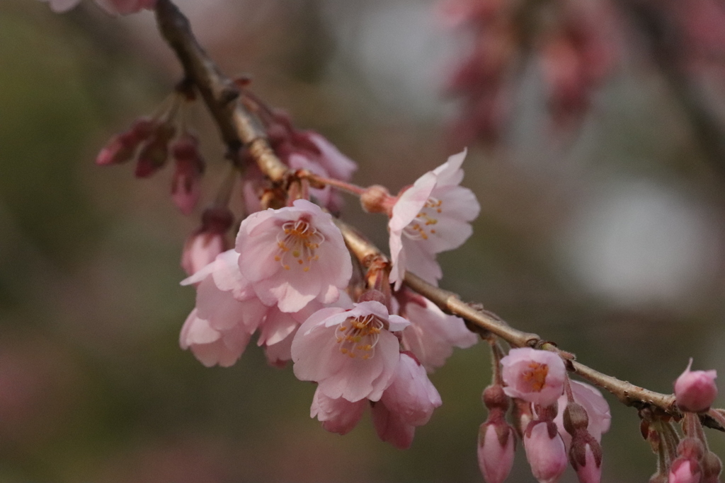 桜第3弾