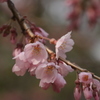 桜第3弾