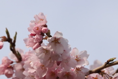 桜第4弾