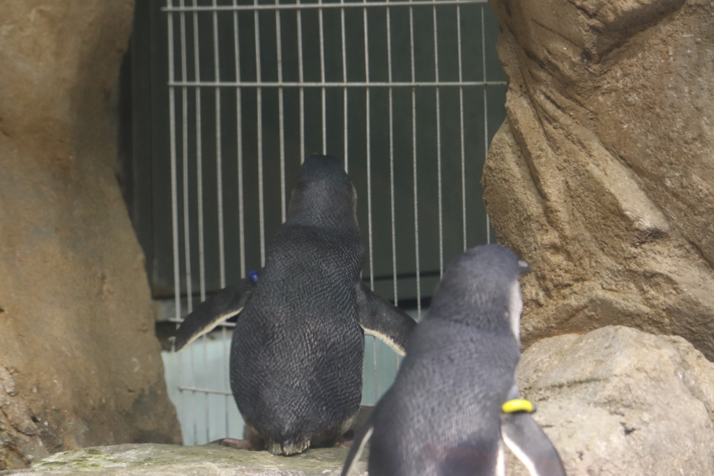 餌待ちペンギン