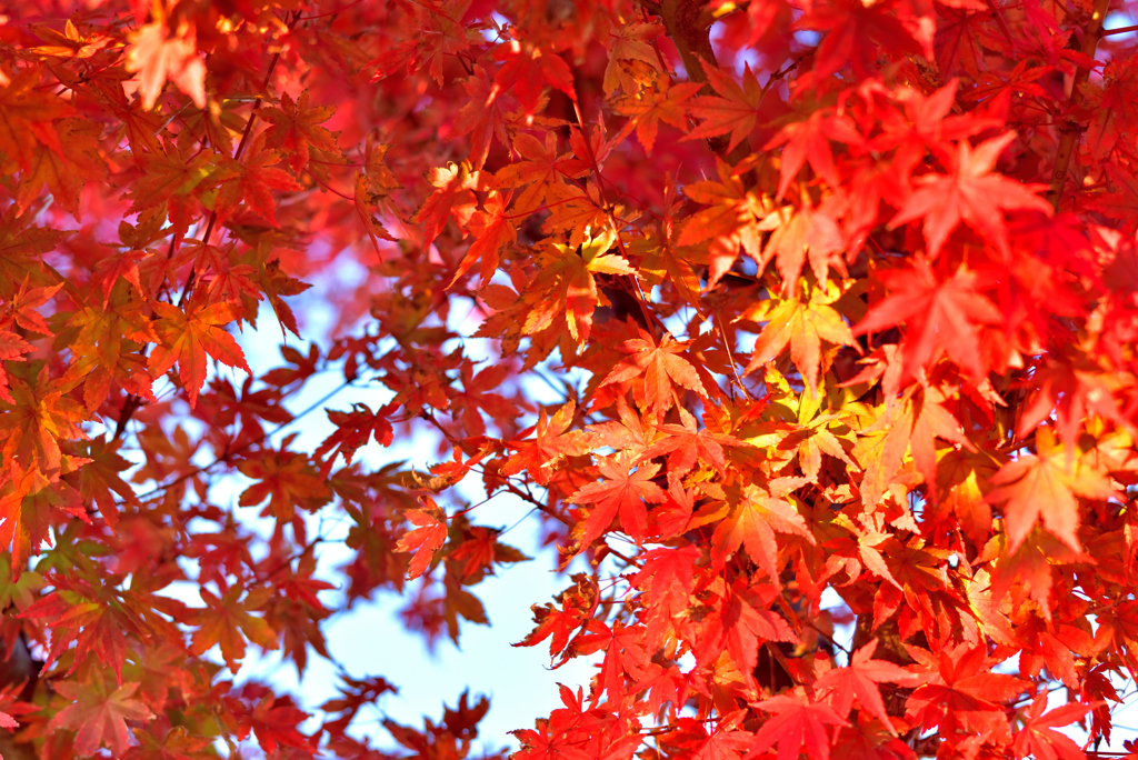 紅の滝