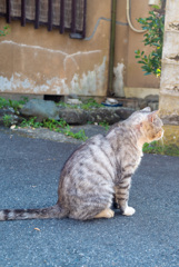 猫の黄昏