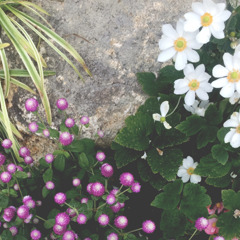 千日紅＆秋明菊…