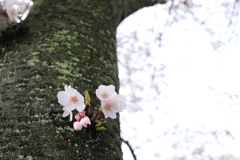 水門川桜②