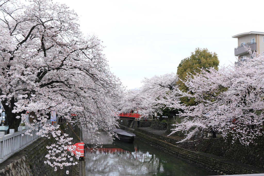 水門川桜④