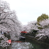 水門川桜④