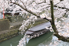 水門川桜①