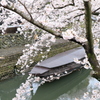 水門川桜①