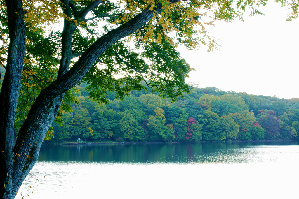 中禅寺湖はまだ紅葉始め