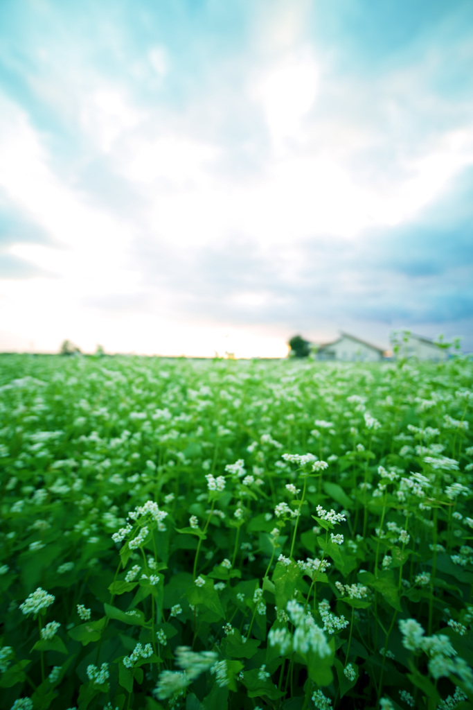 満開の蕎麦の花（壬生町）