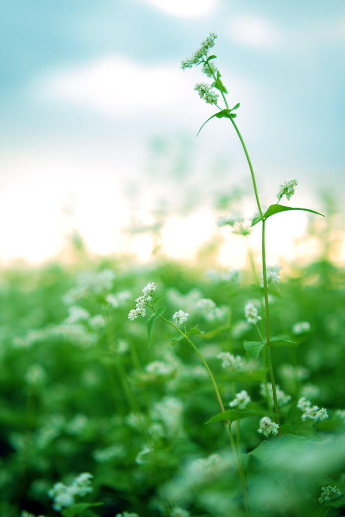 風にゆれる蕎麦の花　（壬生町）