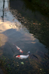 旧栃木市役所のお堀の鯉
