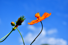 空と花