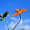 空と花