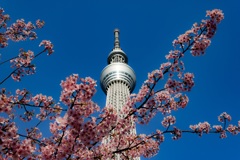 河津桜×東京スカイツリー