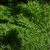 我が家の植物