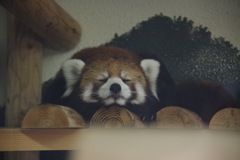 ご飯のあと