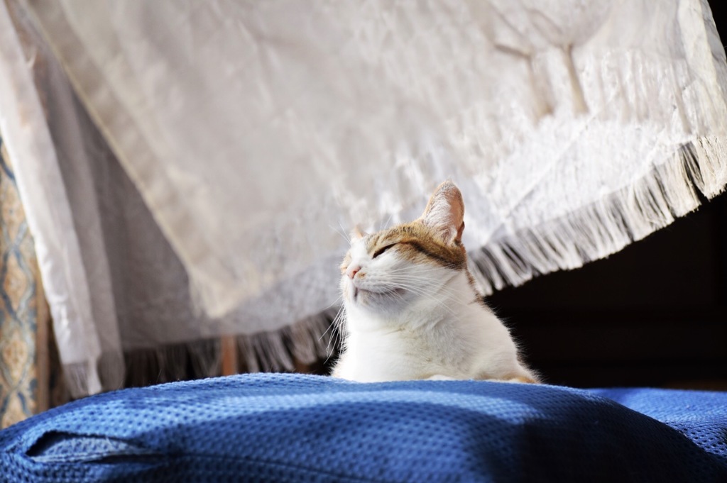 涼しげ