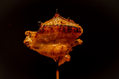 四万十鶏の焼き鳥