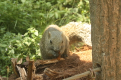 町田リス園