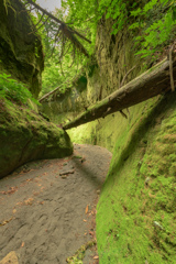 苔の回廊
