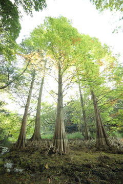 篠栗九大の森