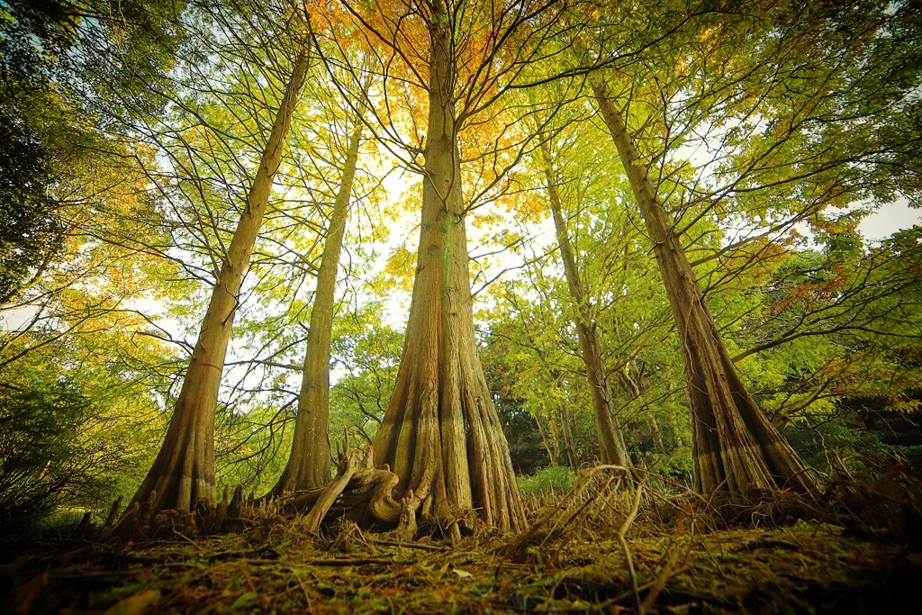 篠栗九大の森にて。