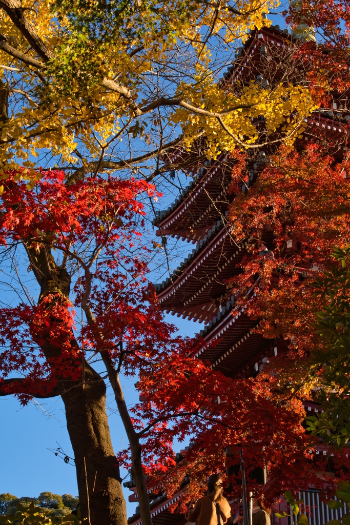 本土寺の秋