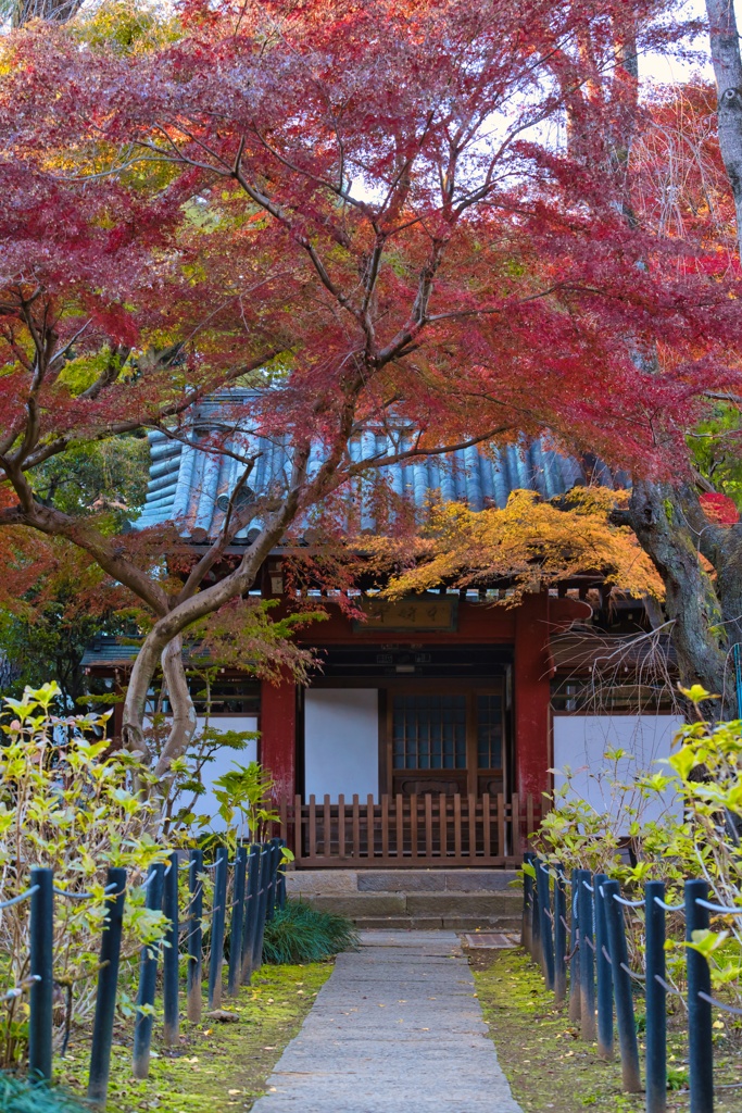 本土寺の秋