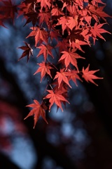 紅葉