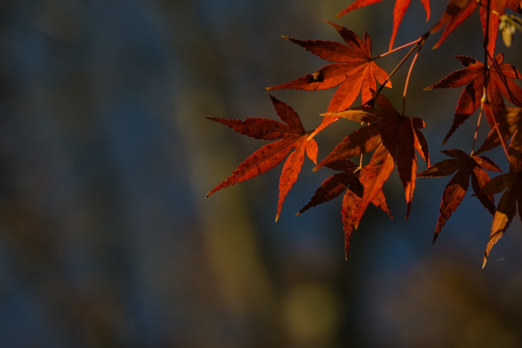 紅葉