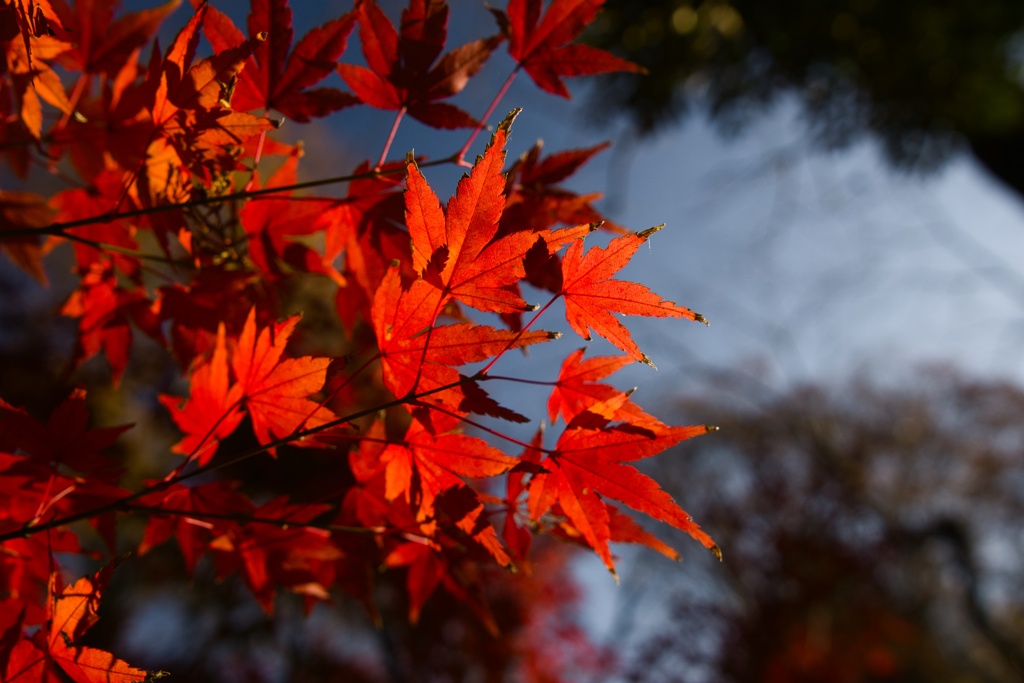 紅葉