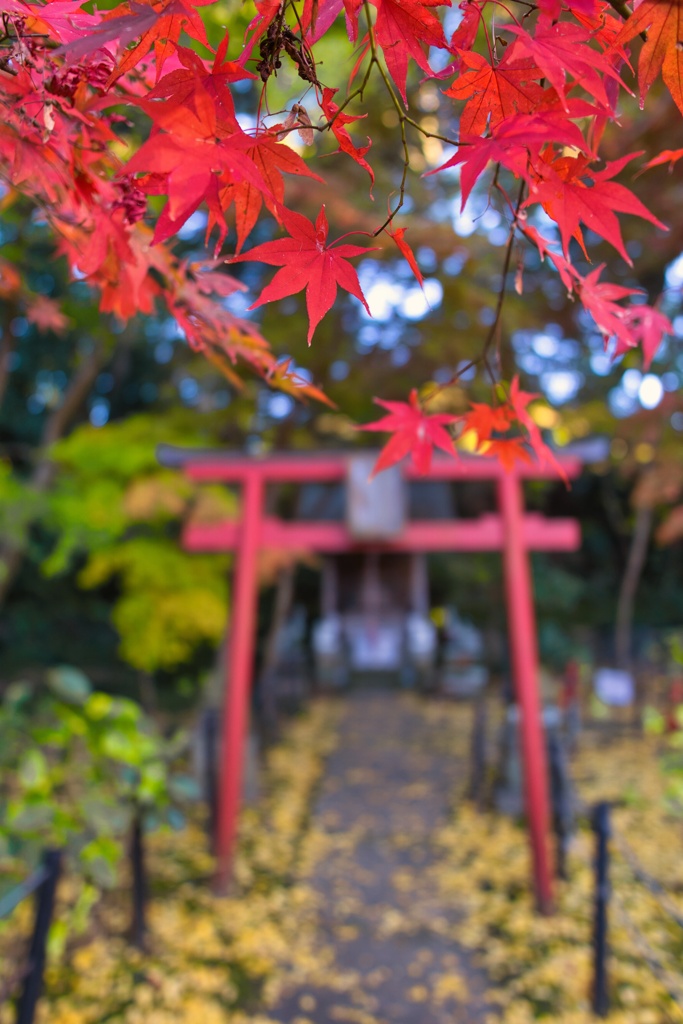本土寺の秋