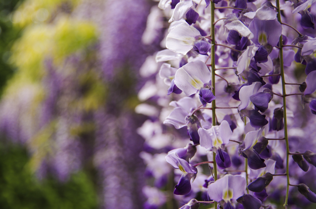 藤の花