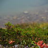 高山植物