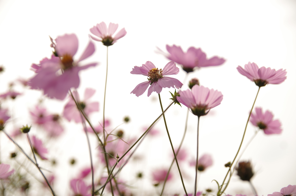 秋桜