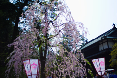 桜も既に、、、