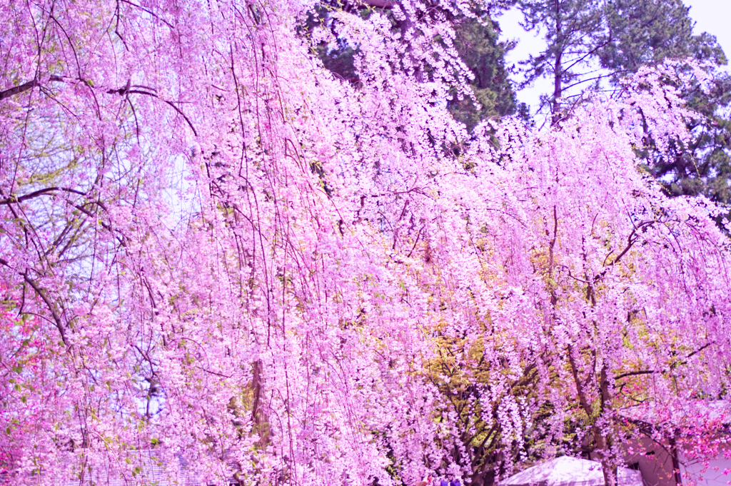 弘前桜まつり④