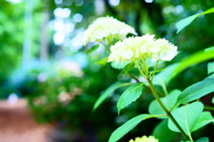 梅雨のあと、、、