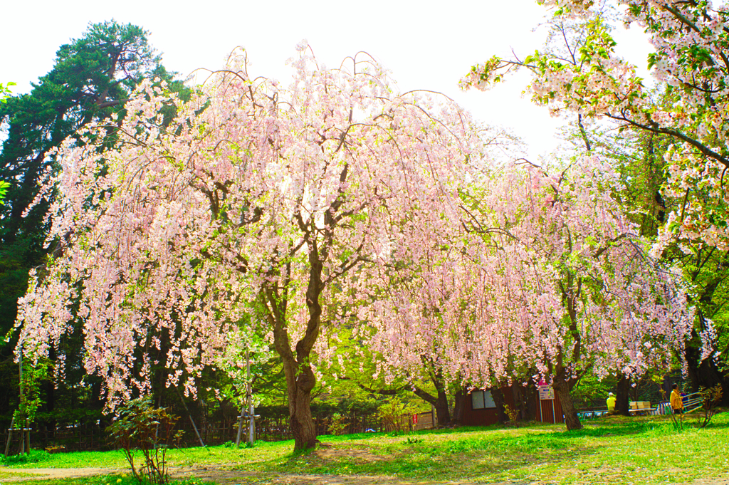弘前桜まつり③